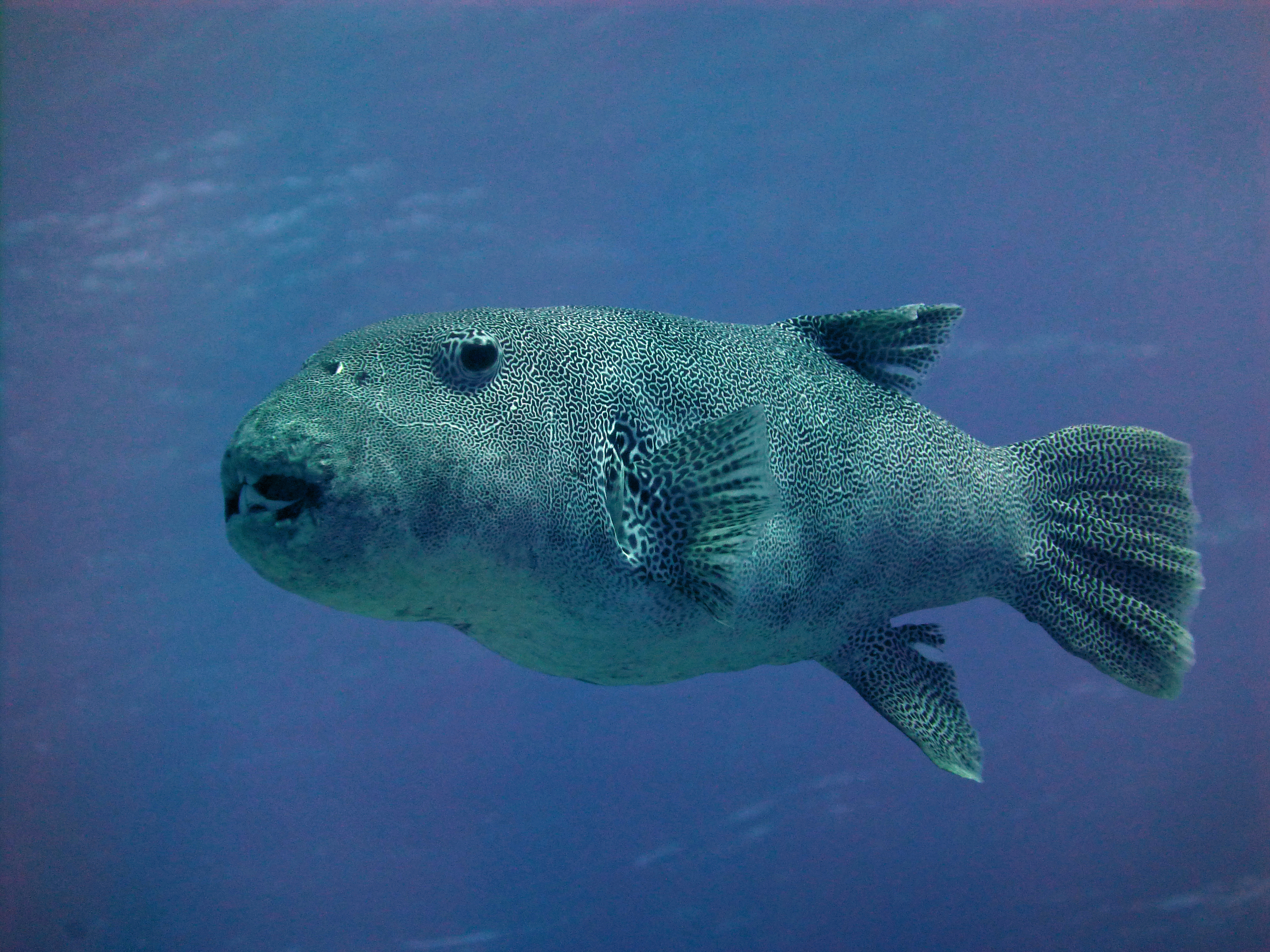 Starry pufferfish, Rangiroa, French Polynesia 2023.